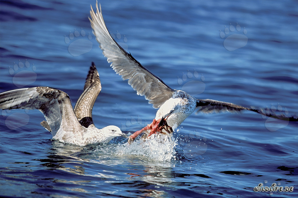 Kelp gulls compete for prey in Antarctica