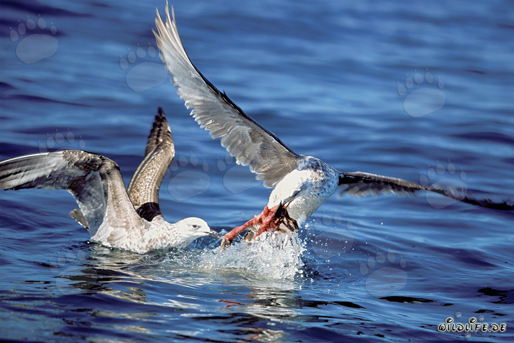 Les mouettes dominicaines se battent pour leur proie en Antarctique