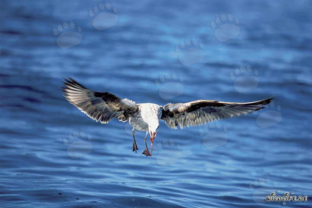 Anmutig fliegende junge Dominikanermöwe in der Luft