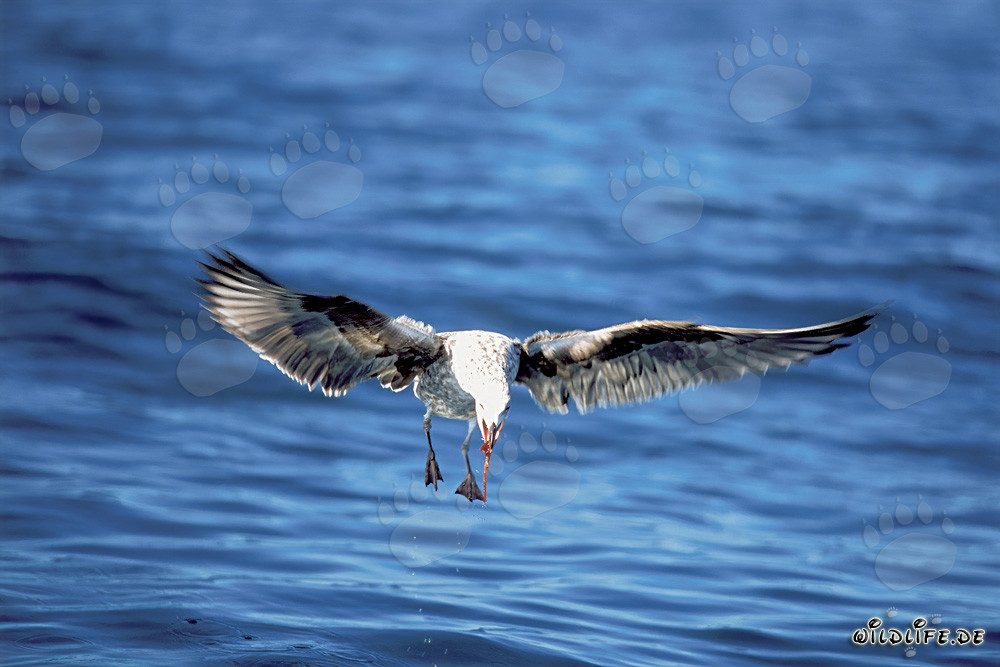Graceful flying young Kelp gull in the air