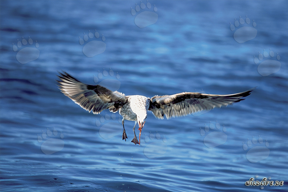 Joven gaviota dominicana volando graciosamente en el aire
