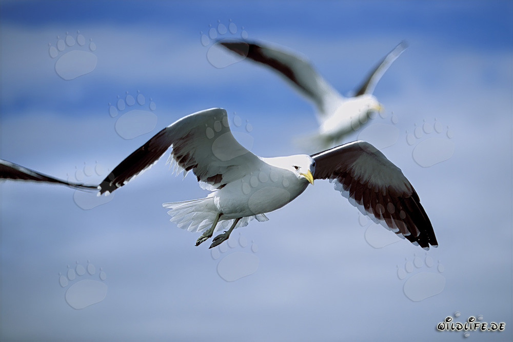 Graceful Aerial Acrobats: Flying Kelp Gulls (Larus dominicanus)