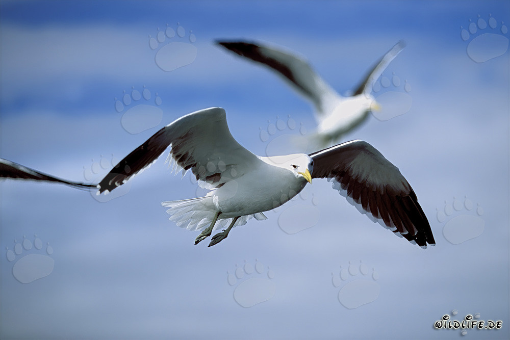 Elegantes artistas del vuelo: gaviotas dominicanas