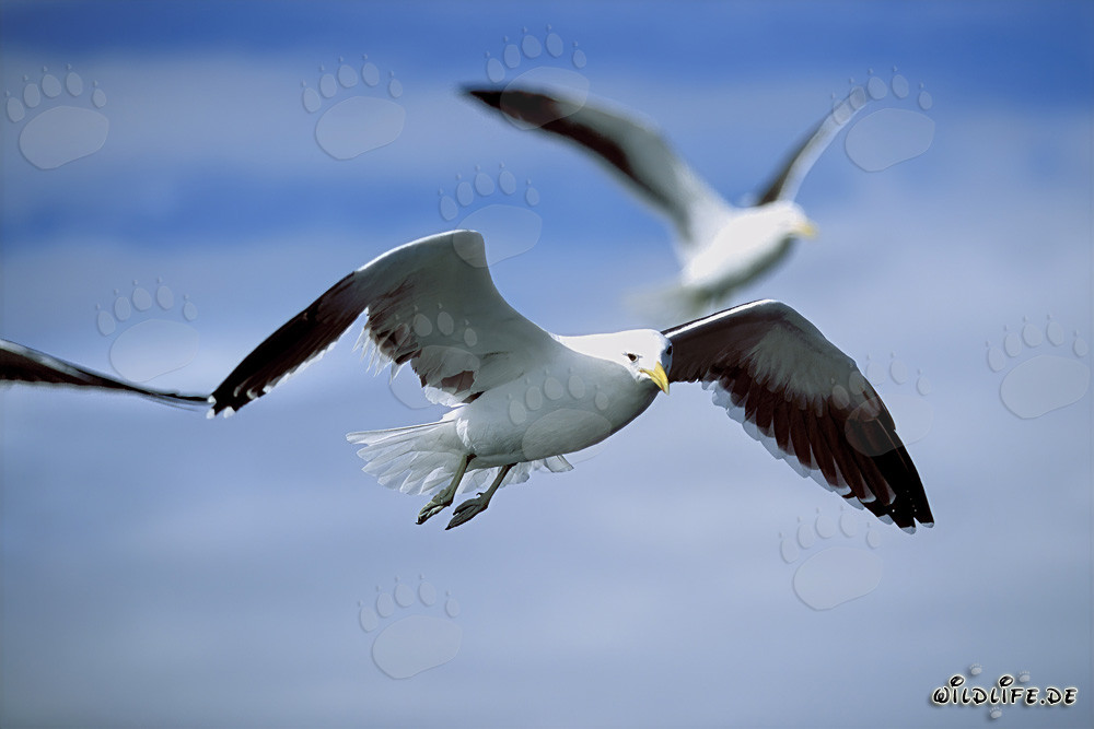 Gracieux artistes du vol : les mouettes dominicaines