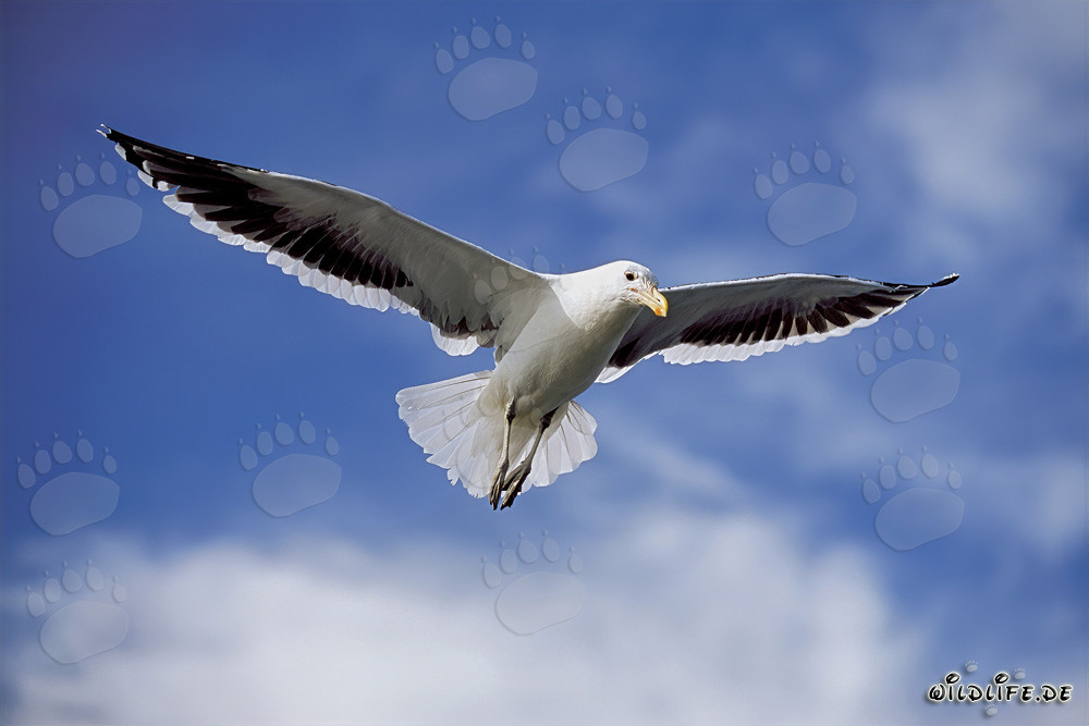 Gaviota dominicana planeando sobre restos de pescado frente a la isla Dyer