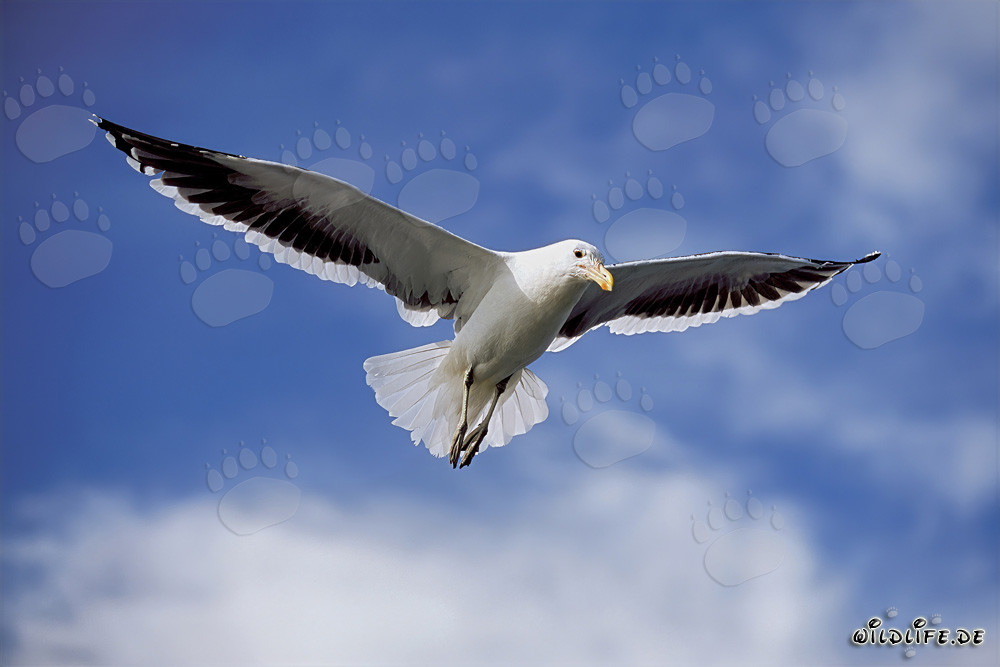 Hovering Kelp Gull over Fish Remains off Dyer Island