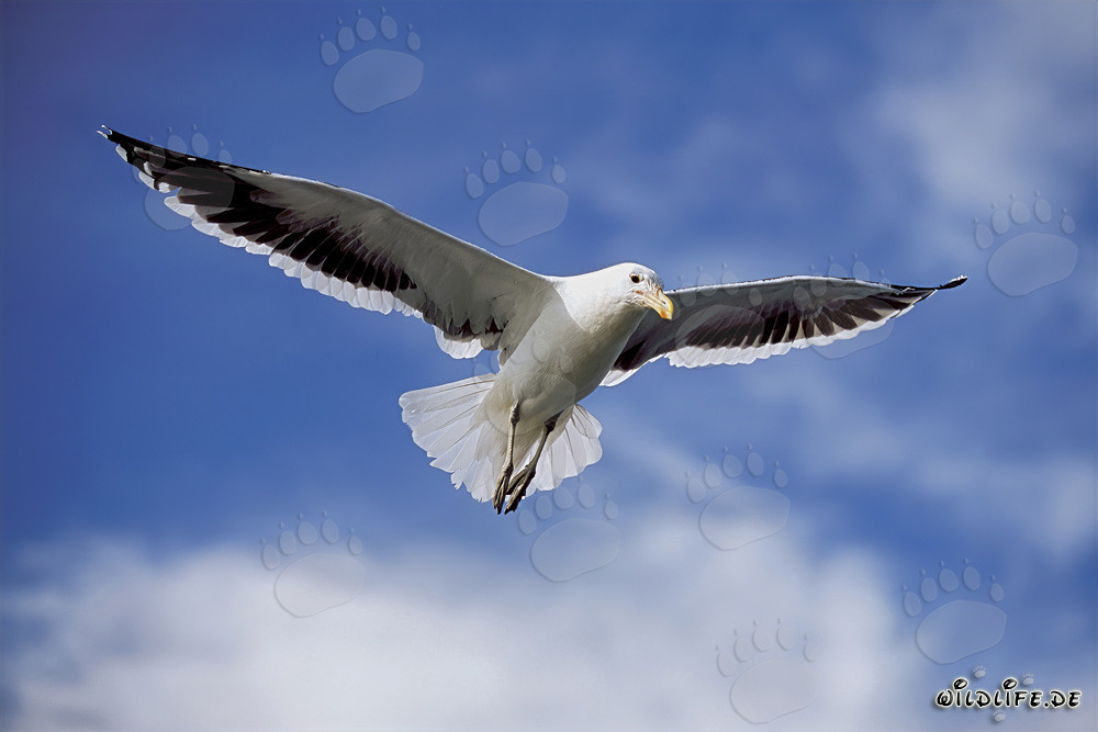 Mouette dominicaine planant au-dessus des restes de poissons devant l'île Dyer