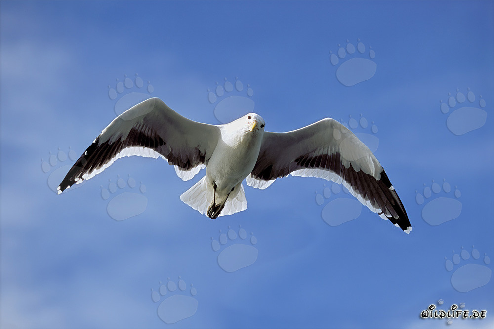 Elegante gaviota dominicana cruzando majestuosamente sobre el océano