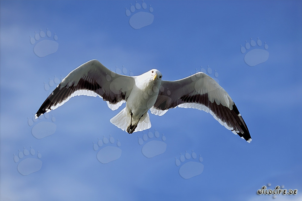 Elegant Kelp Gull majestically crossing the ocean