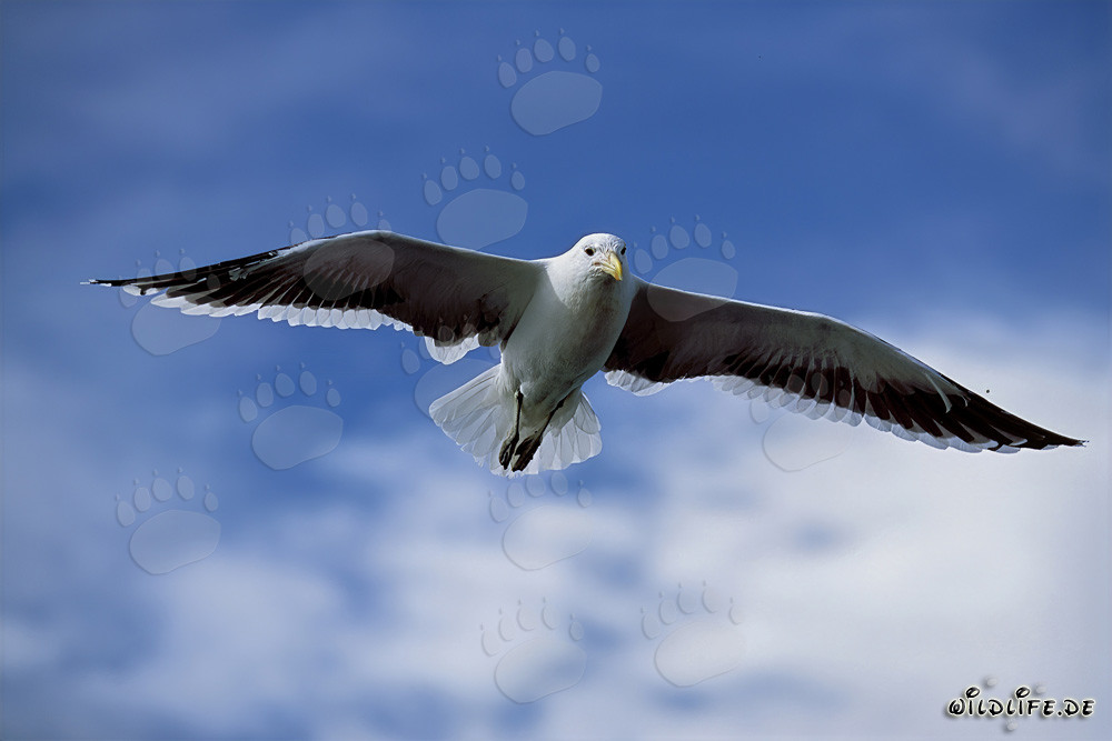 Kelp gull observes the calm sea surface