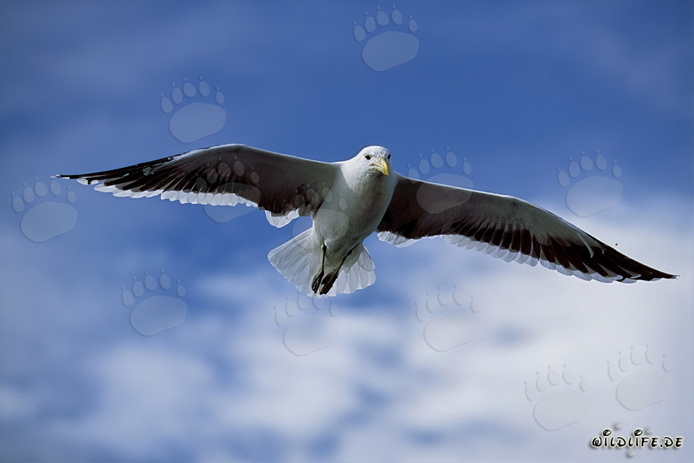 Mouette dominicaine observant la surface calme de la mer
