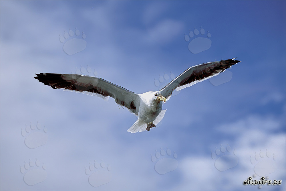Graciosa gaviota dominicana deslizándose sobre el inmenso océano