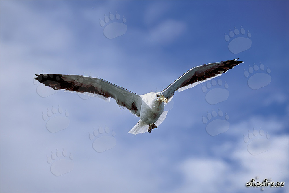 Graceful Kelp Gull gliding over the vast ocean