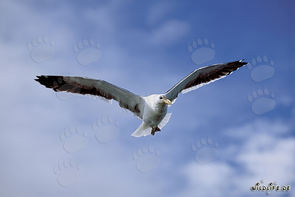 Majestueuse mouette dominicaine glissant sur l'immensité de l'océan