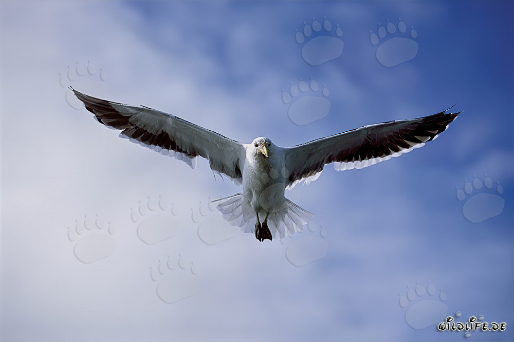 Kelp Gull - Majestic Seabirds of the Antarctic