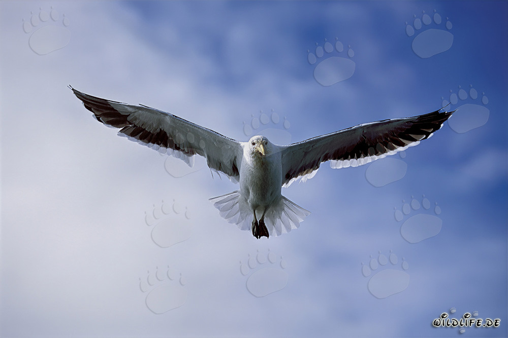 Mouette dominicaine - Oiseaux majestueux de l'Antarctique