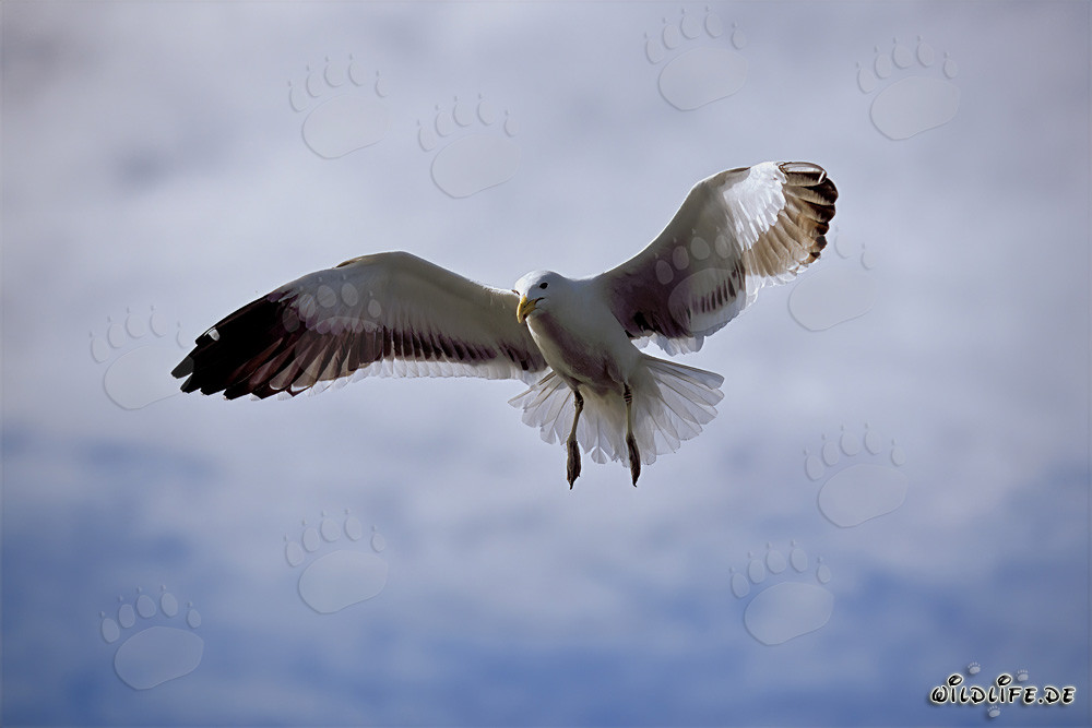 Elegant Kelp Gull approaching for landing