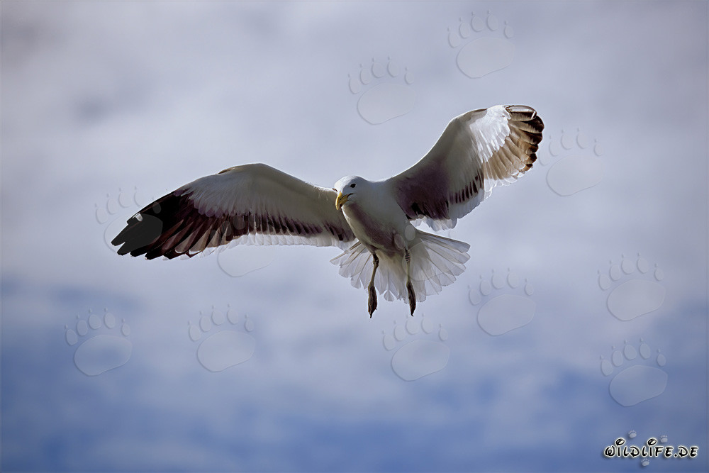 Elegante Dominikanermöwe im Anflug