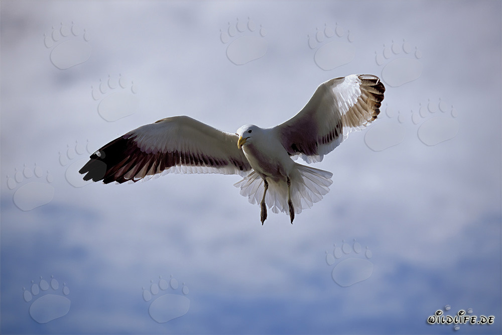 Elegante gaviota dominicana en aproximación
