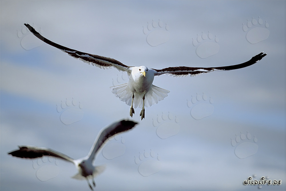 Elegant Aerial Performers: Kelp Gulls
