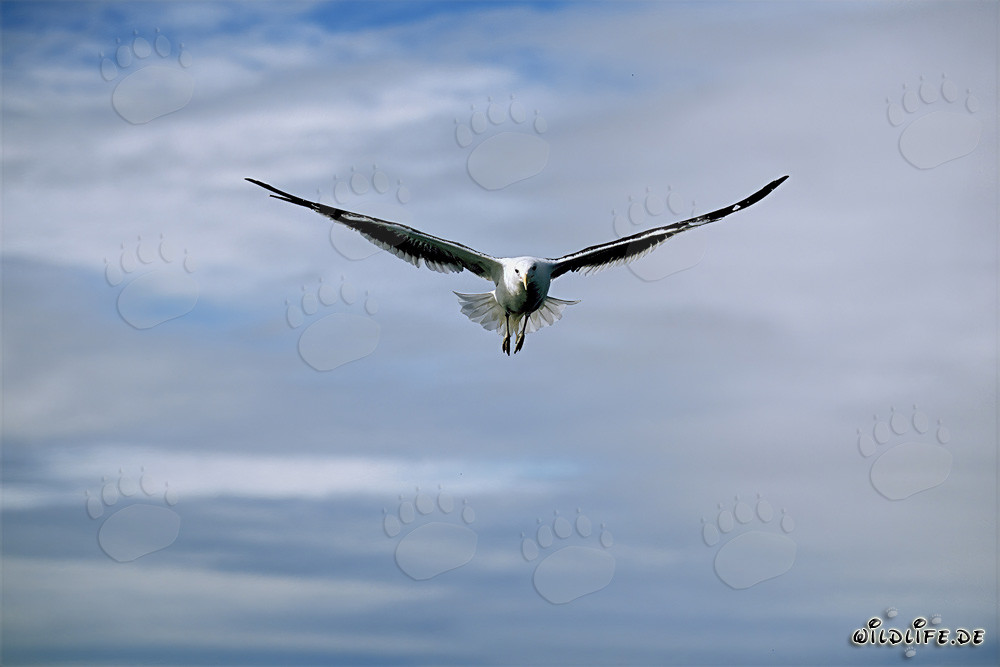 Gaviota dominicana deslizándose graciosamente en el aire