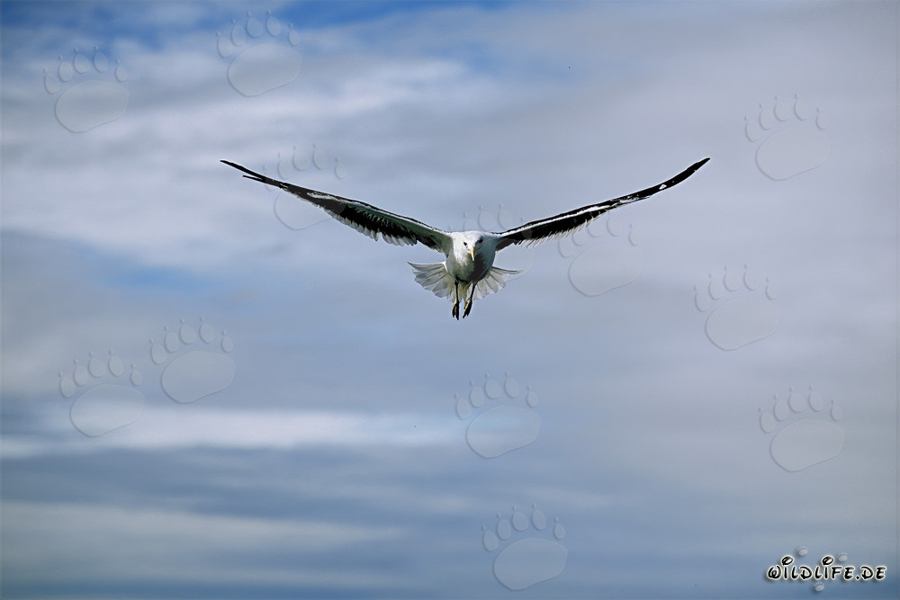 Graceful Kelp Gull Gliding in the Air