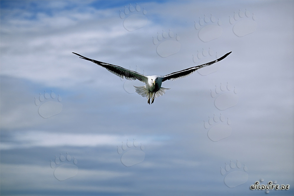 Mouette dominicaine glissant gracieusement dans les airs