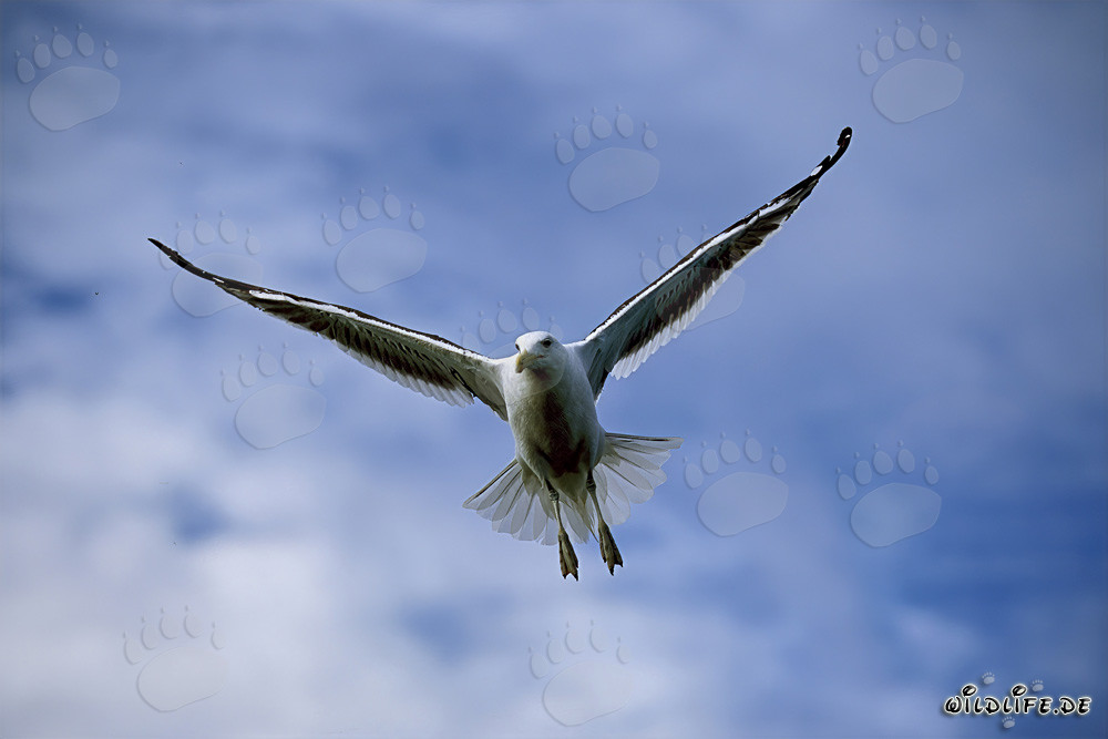 Gaviota dominicana observa el entorno