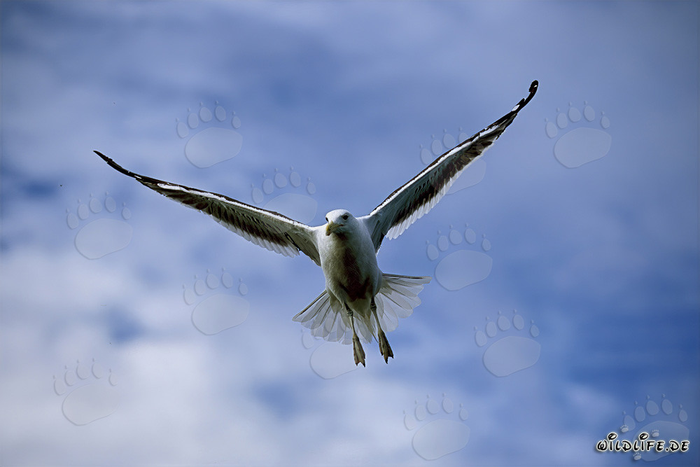 Kelp gull observes the surroundings