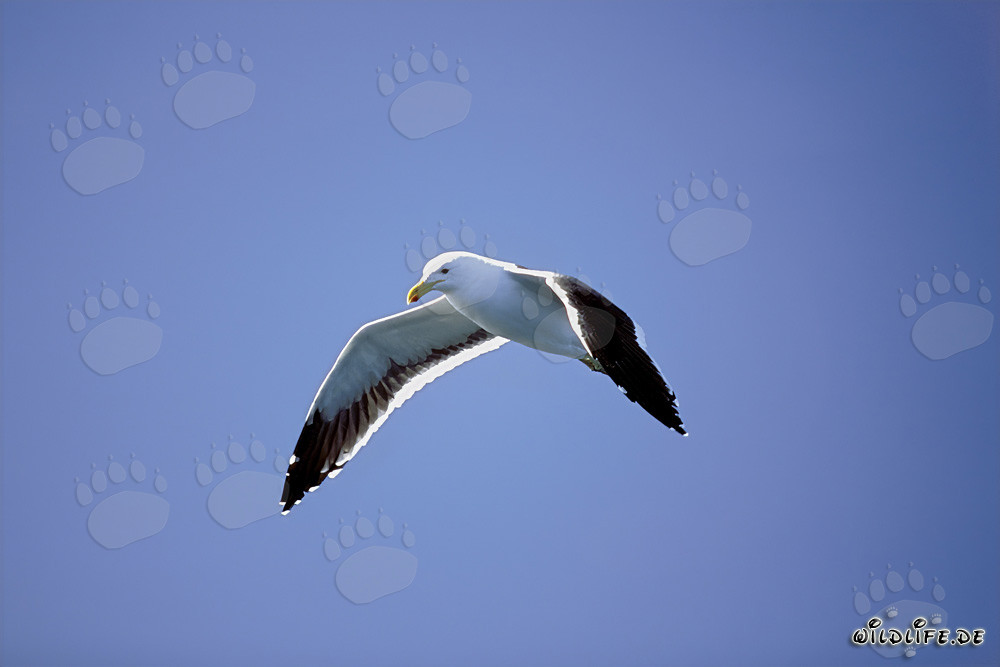 Anmutige Dominikanermöwe im Flug über dem Ozean