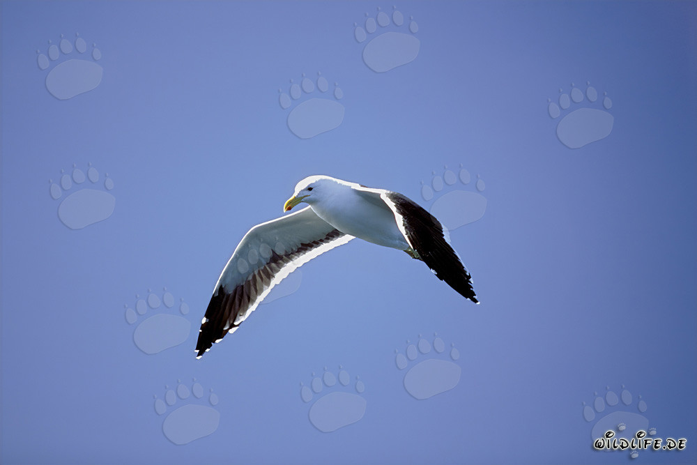 Gabbiano dominicano grazioso in volo sopra l'oceano