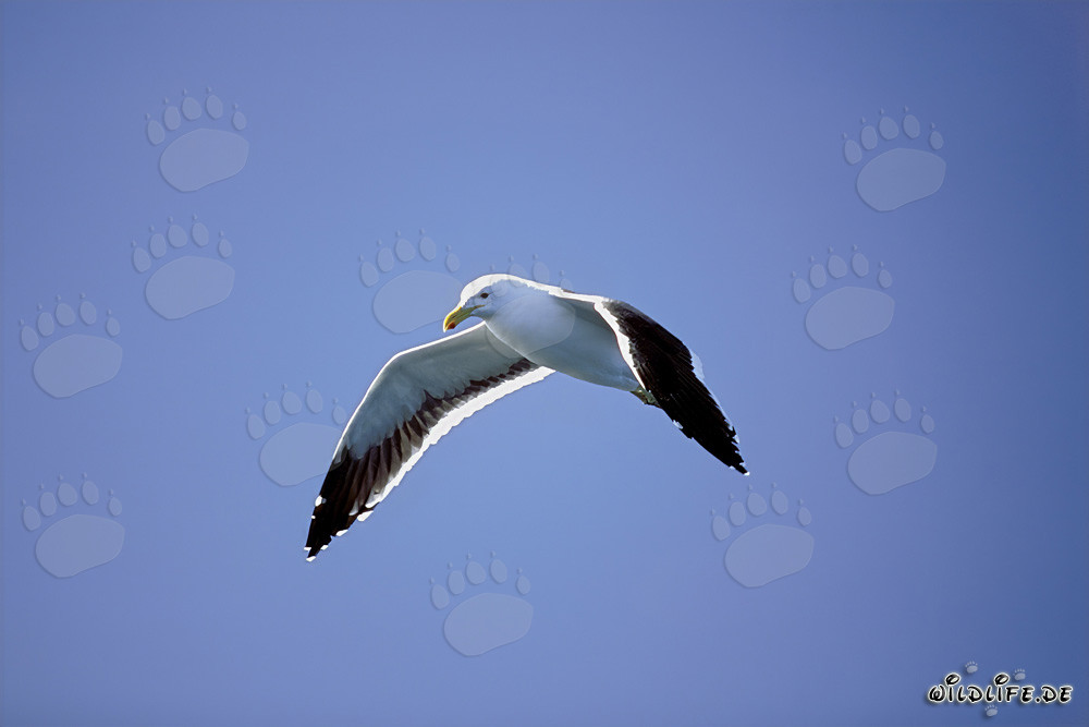 Gaviota dominicana graciosa volando sobre el océano