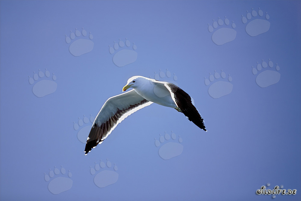 Mouette dominicaine gracieuse en vol au-dessus de l'océan