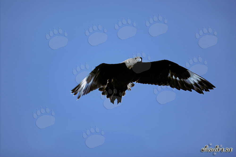 Gracefully Flying Subantarctic Skua over the Ocean