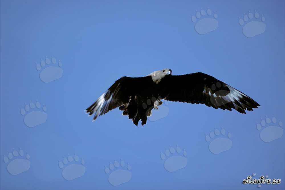 Élégante et gracieuse Skua subantarctique planant au-dessus de l'océan