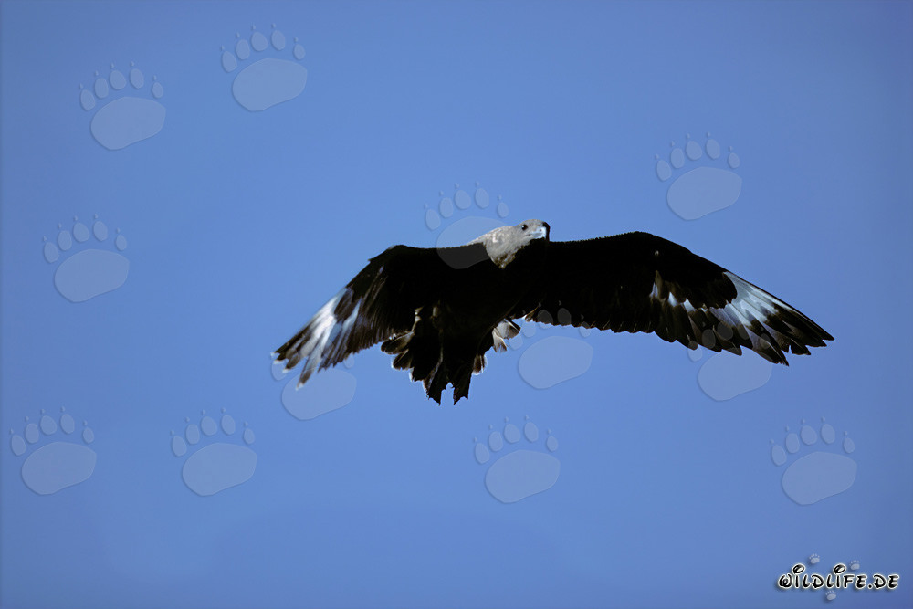 Elegante Skua subantártica flotando sobre el océano