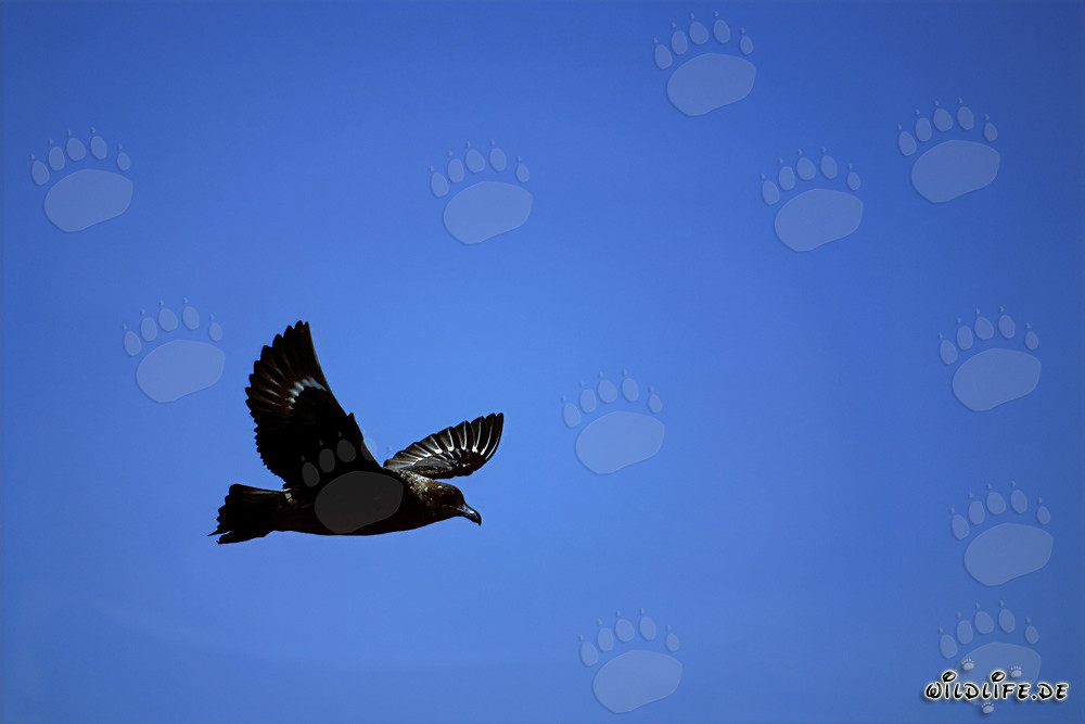Subantarctic Skua majestically soaring over the waves of the sea