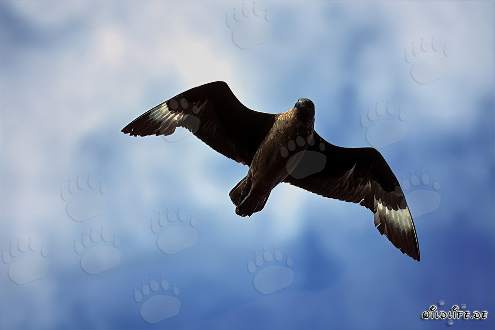 Imponente Skua subantartico