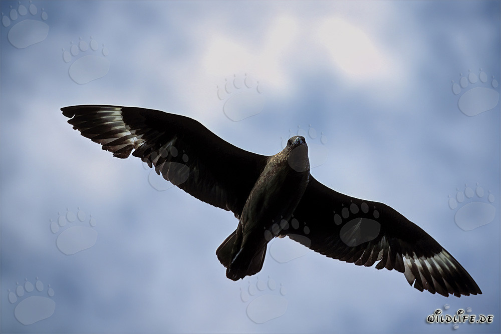 Subantarctic Skua glides majestically over the waves of the Subantarctic region