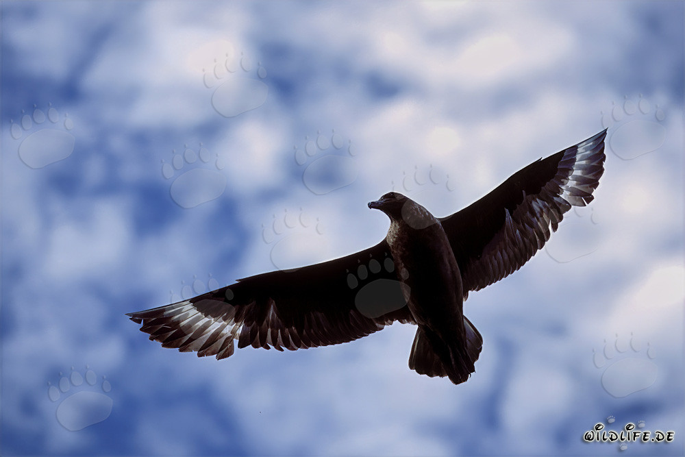Págalo parasítico sobre el océano