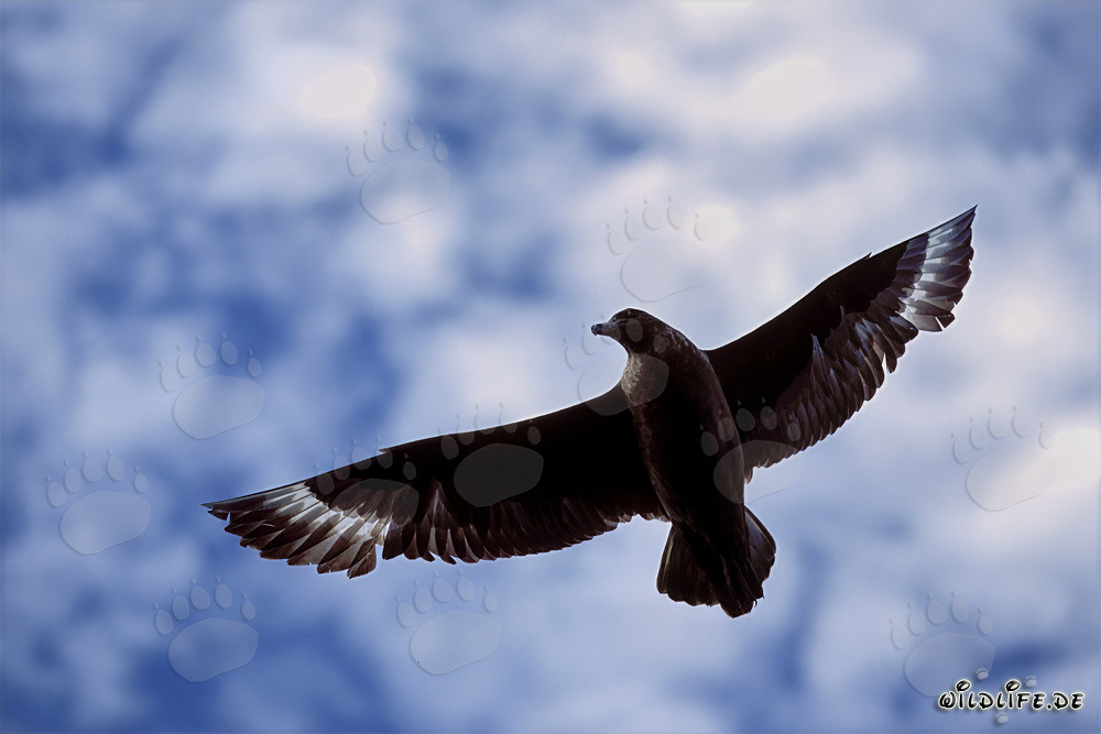 Skua parasite au-dessus de l'océan