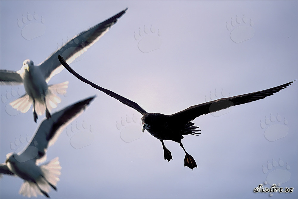 Fascinants labbes subantarctiques et mouettes dans la nature