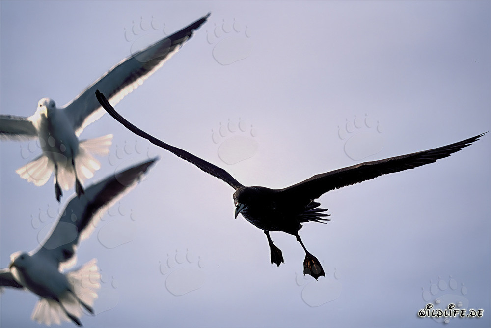 Fascinating Subantarctic Skua and Gulls in the Wild