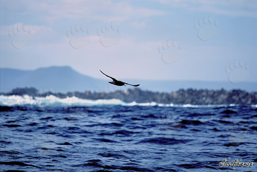 Gabbiano antartico sulle onde