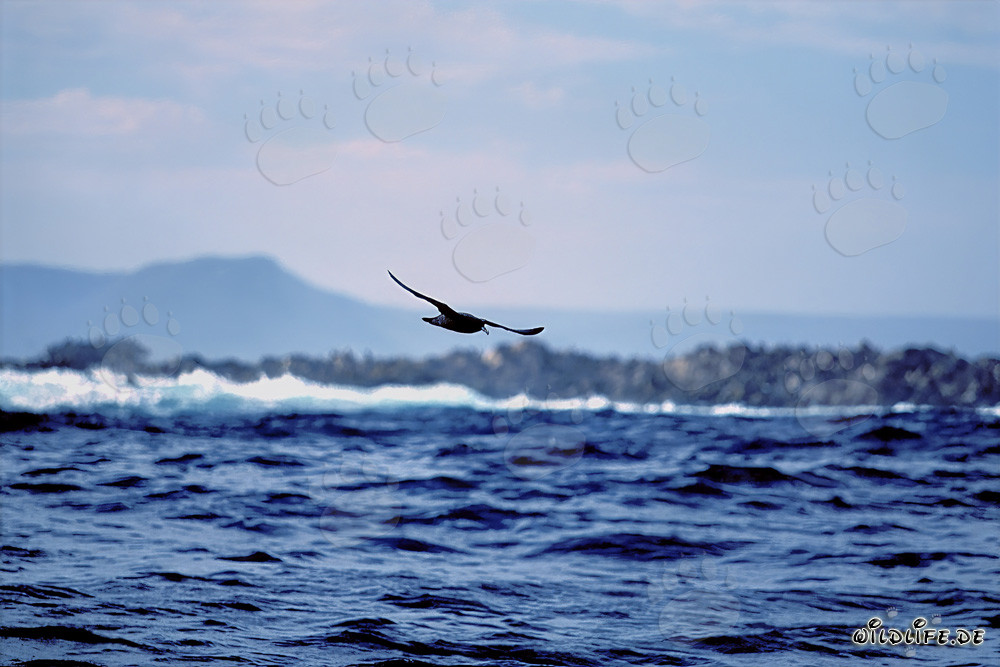 Gaviota antártica sobre las olas