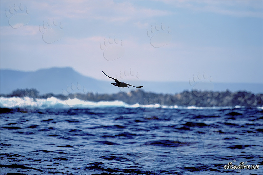 Le Labbe de McCormick survolant les vagues