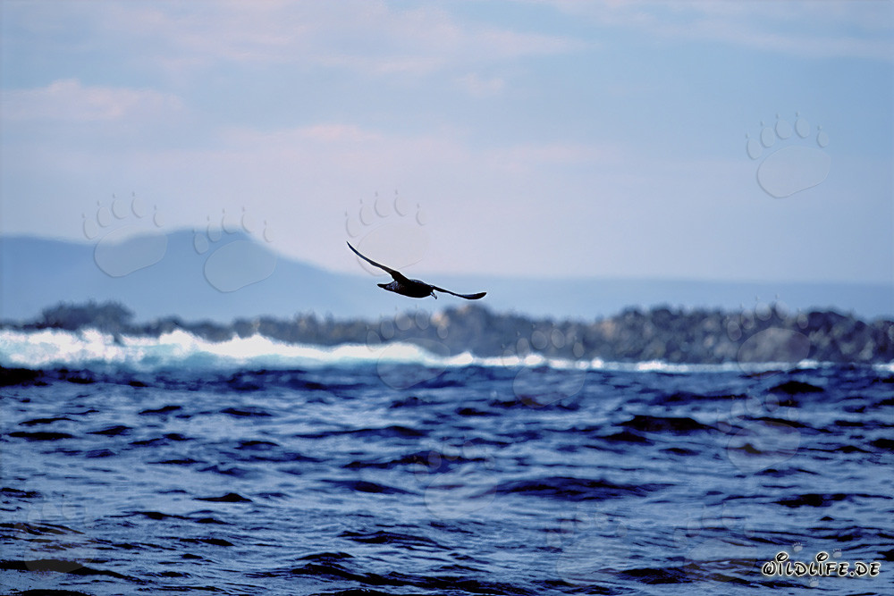 Subantarctic Skua over the waves