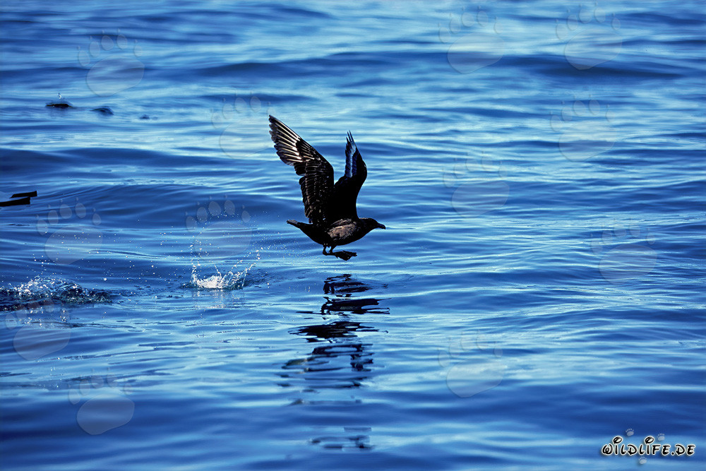 Il Labbo antartico inizia elegantemente sull'acqua