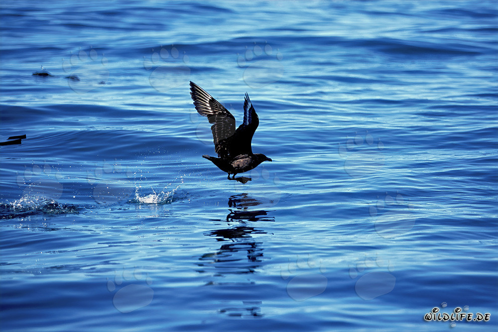 Subantarctic Skua elegantly takes off from the water