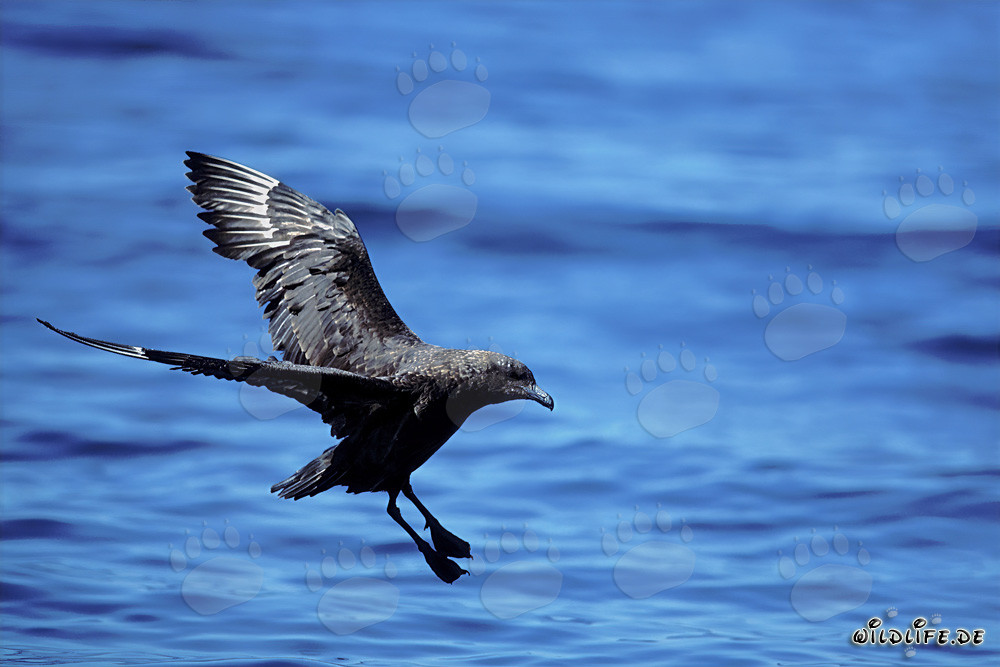 La mouette parasite atterrit sur l'eau en subantarctique